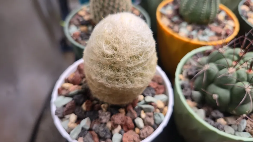 Side-ish view of Dwarf old man cactus in its current pot
