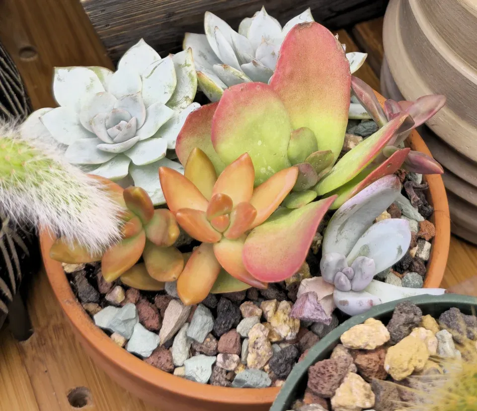 #6, Tiny mixed succulent planter: several differently colored rosettes and broad paddle-like leaves share one orange pot.