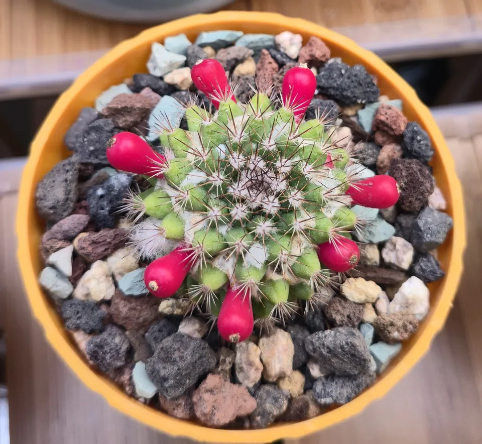 E3, Woolly nipple cactus: seven red club-shaped fruits are visible among green tubercles, spines and regular white wool.