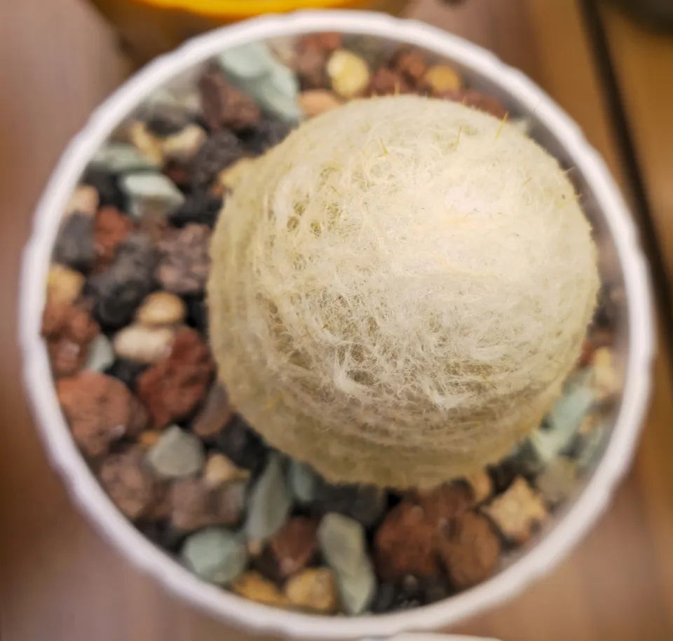 E1, Dwarf old man cactus: a compact upright column has a continuous cream-white wool coat and a rounded crown.