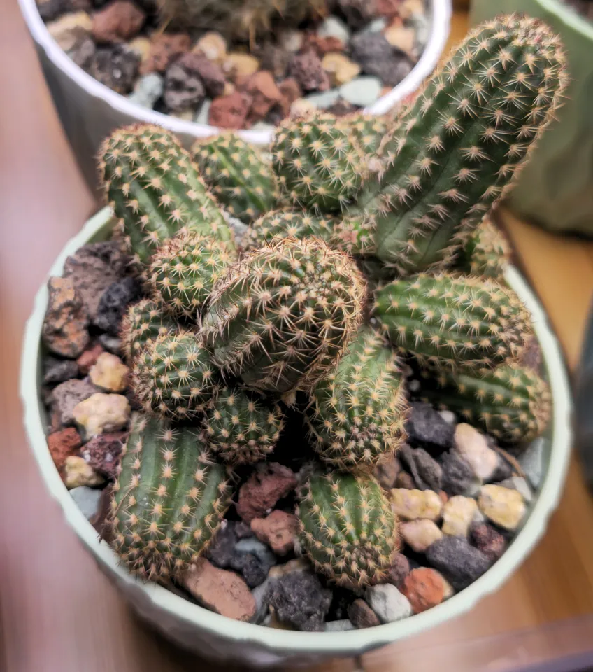 E2, Chamaelobivia / peanut cactus hybrid: a crowded green cluster combines short rounded stems with several longer leaning stems.