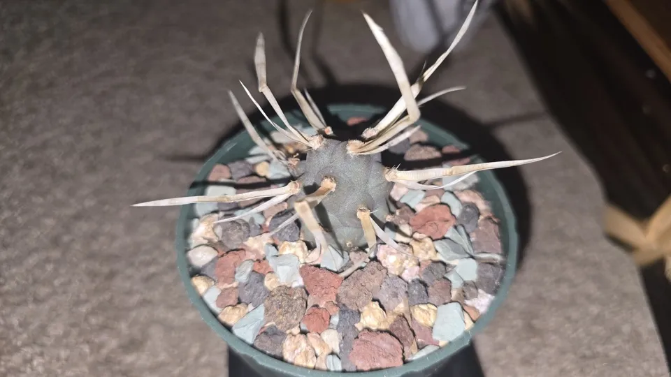 Side view of the newly repotted paper spine cactus in its dark green 4 × 4 × 3.7-inch round pot