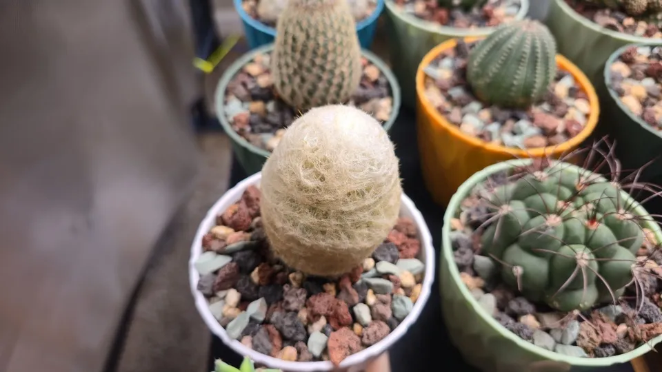 Additional oblique detail of Dwarf old man cactus in its current pot