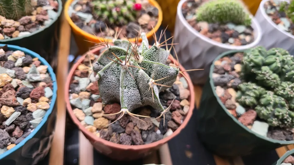 Side-ish view of Monk's hood cactus in its current pot
