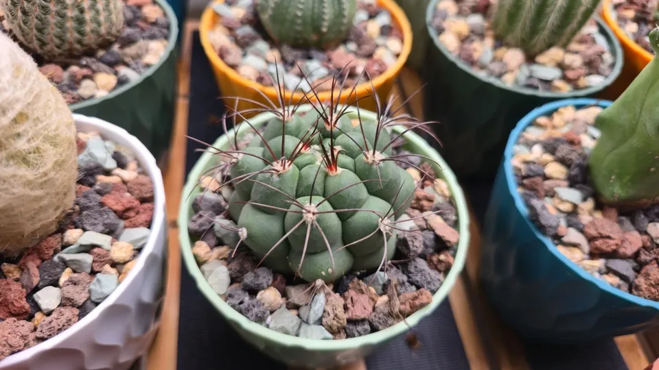 Side-ish view of Giant chin cactus in its current pot