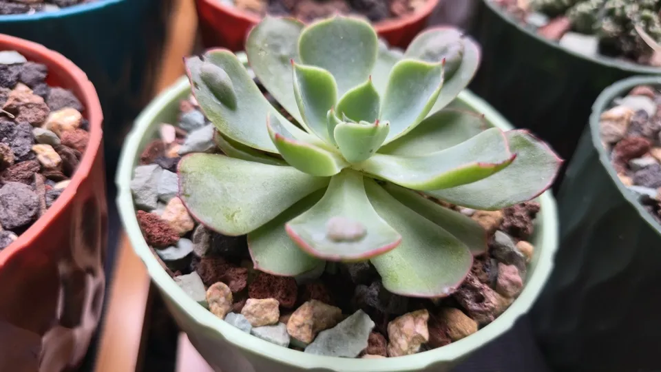 Side-ish view of Raindrops echeveria in its current pot