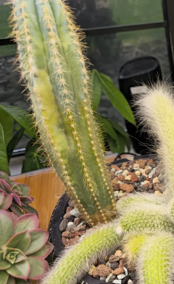 #1, Shared rehab cactus planter, left panel: a green-yellow blue-torch column and white-haired monkey-tail stems.