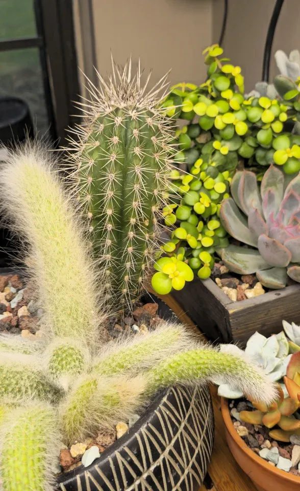 #1, Shared rehab cactus planter, right panel: a green golden-torch column and white-haired monkey-tail stems.