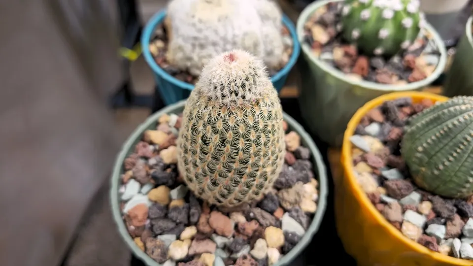 Side-ish view of Rainbow hedgehog cactus in its current pot