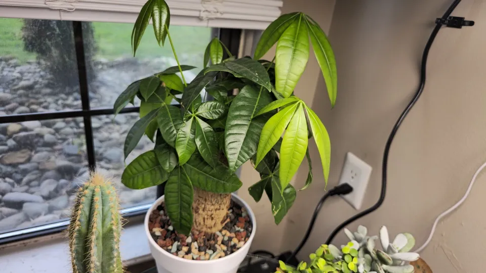 Side-ish view of Money tree in its current pot