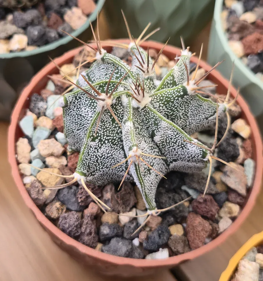 C3, Monk's hood cactus: the green star-ribbed body carries white flecks, pale woolly areoles and long tan-brown spines.