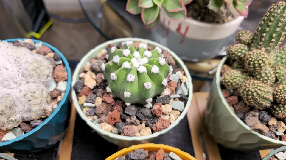 Side-ish view of Domino cactus in its current pot