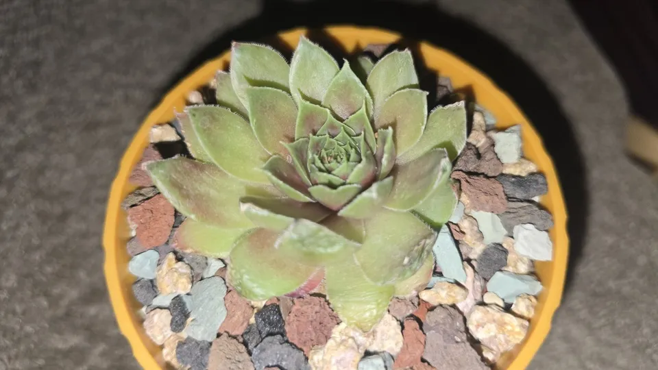Side view of the newly repotted Coconut Crystal sempervivum in its yellow 4 × 4 × 3.7-inch round pot