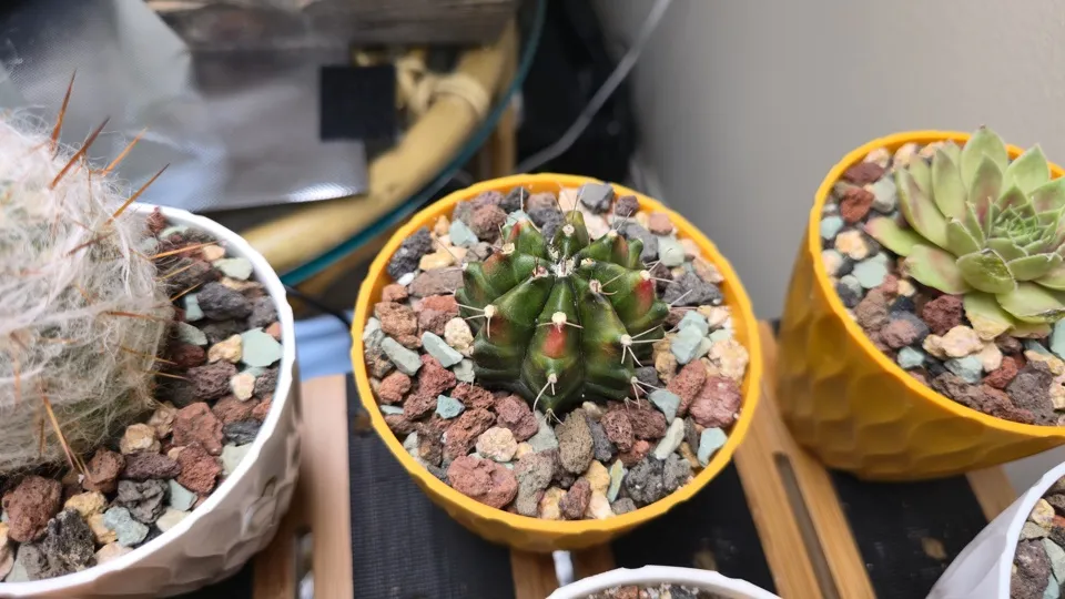 Side-ish view of Variegated moon cactus in its current pot