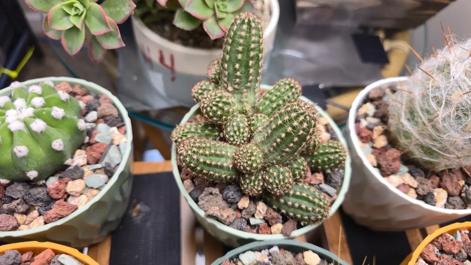 Side-ish view of Chamaelobivia / peanut cactus hybrid in its current pot