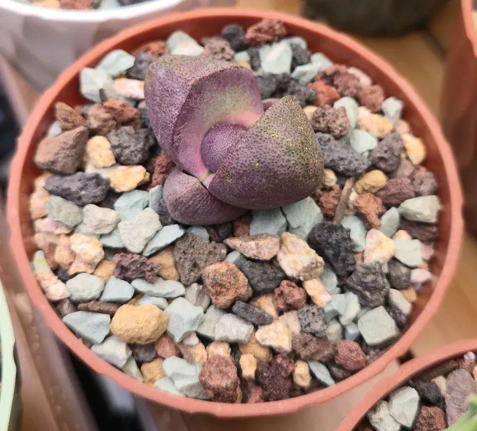 G3, Royal Flush split rock: purple speckled outer leaves open around smaller central growth