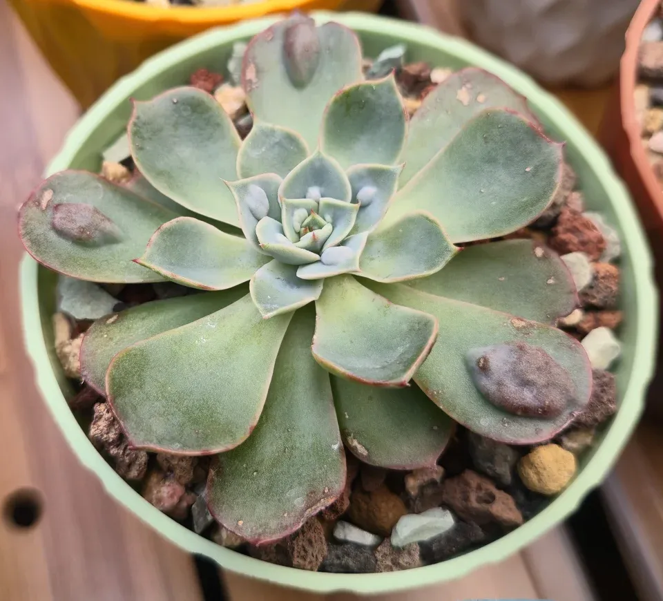 H2, Raindrops echeveria: the blue-green rosette has a powdery coating, pink-red margins and raised purple caruncles on older leaves.