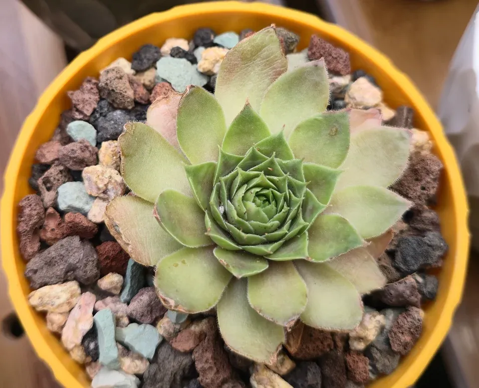 H1, Coconut Crystal hens and chicks: the green central rosette is surrounded by paler outer leaves with brown-pink edges, damaged-looking tips and small tan marks.