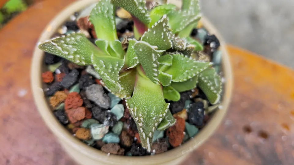 Close view of the paired toothed and white-tubercled leaves of tuberculate tiger jaws