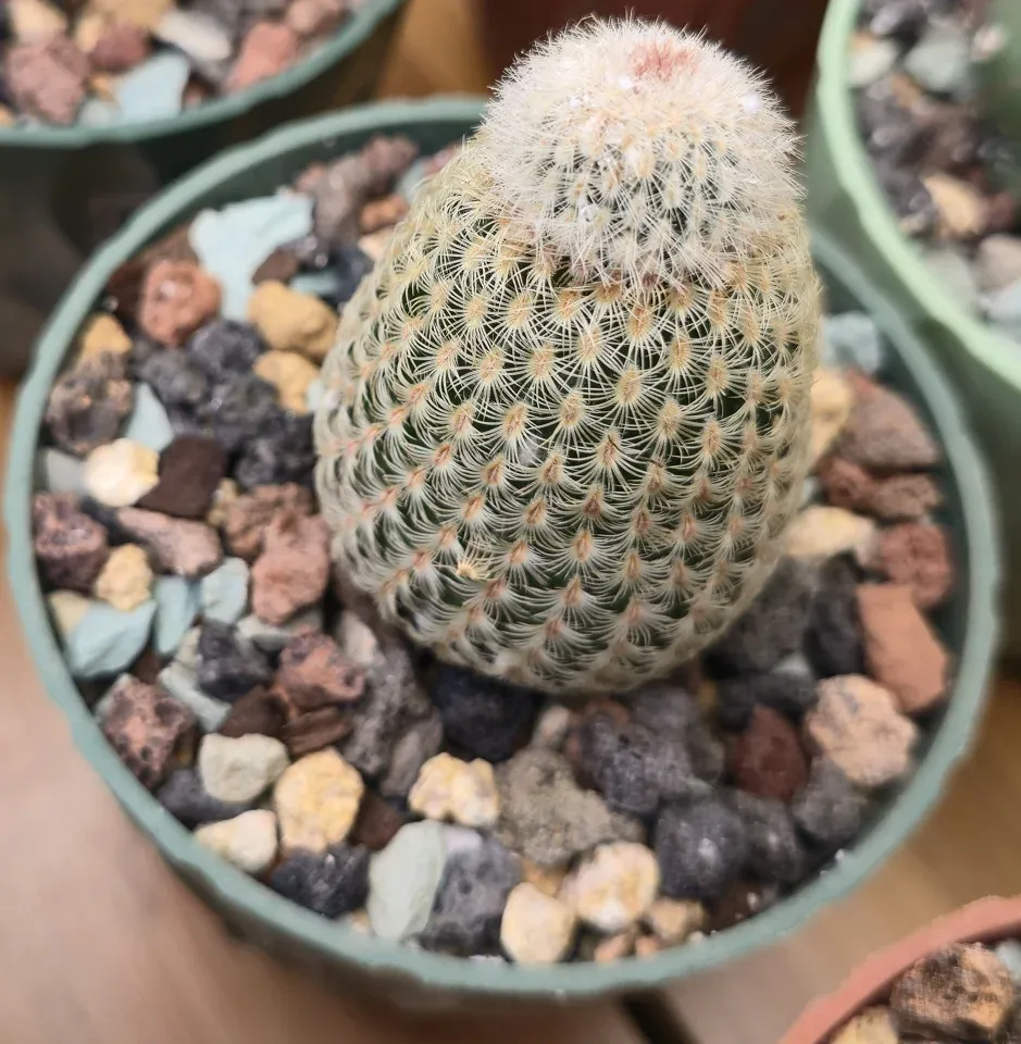 C2, Rainbow hedgehog cactus: an upright oval body has dense pale radial spines and pink-red coloring near the crown.
