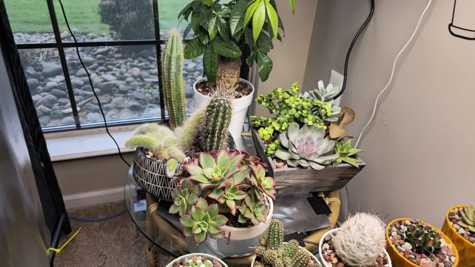Wide view of the rear grow zone with the money tree, rehab planter, aeonium, and shared succulent planter