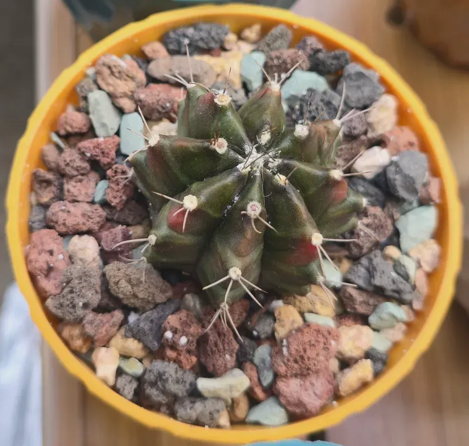 Variegated moon cactus (A1) plant view on September 16, 2026