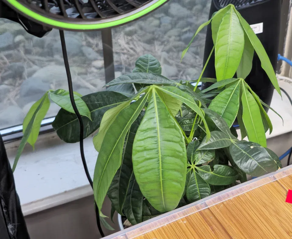 #3, Money tree (Pachira cf. glabra): light-green upper leaflets hang downward above darker lower leaves on the windowsill.