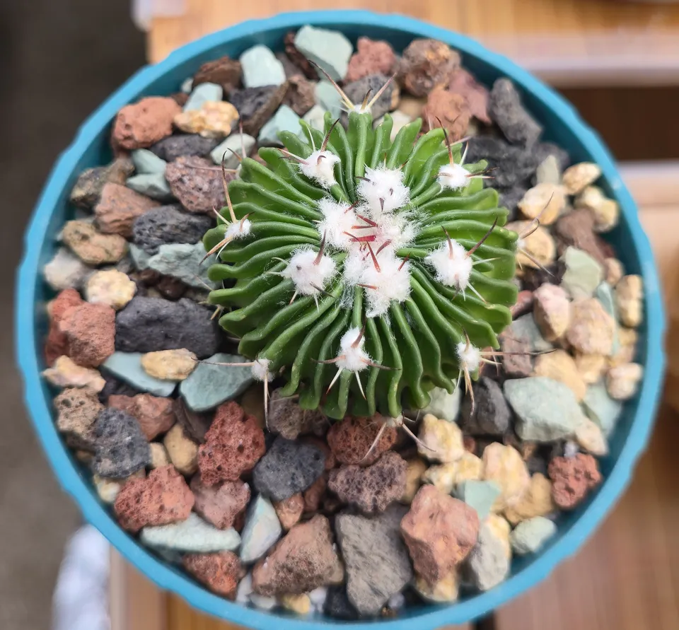 Grass-blade cactus (B1) plant view on September 16, 2026