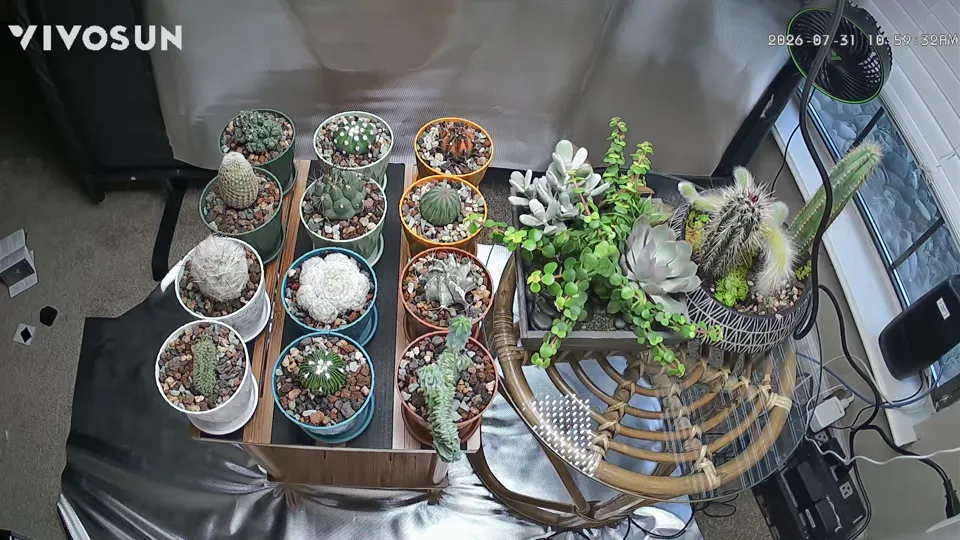 Overhead GrowCam view of the twelve starter cacti on the wooden table