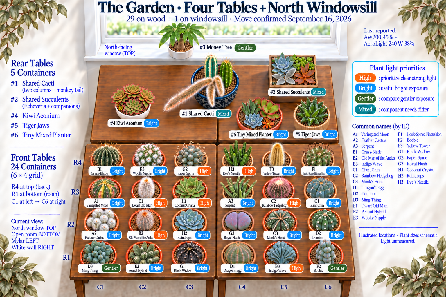 Illustrated whole display with 24 front pots, five rear containers and Money Tree on the separate north windowsill