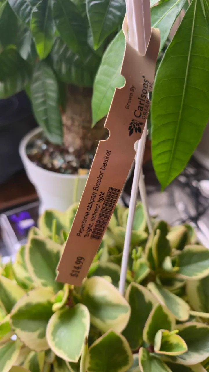 Purchased Peperomia Bicolor basket with its Carlson's Greenhouses nursery label