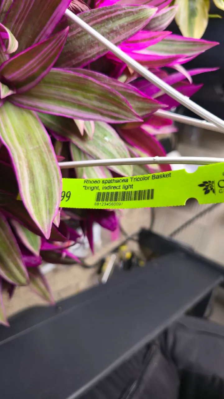 Purchased Tricolor oyster plant basket with its Carlson's Greenhouses nursery label