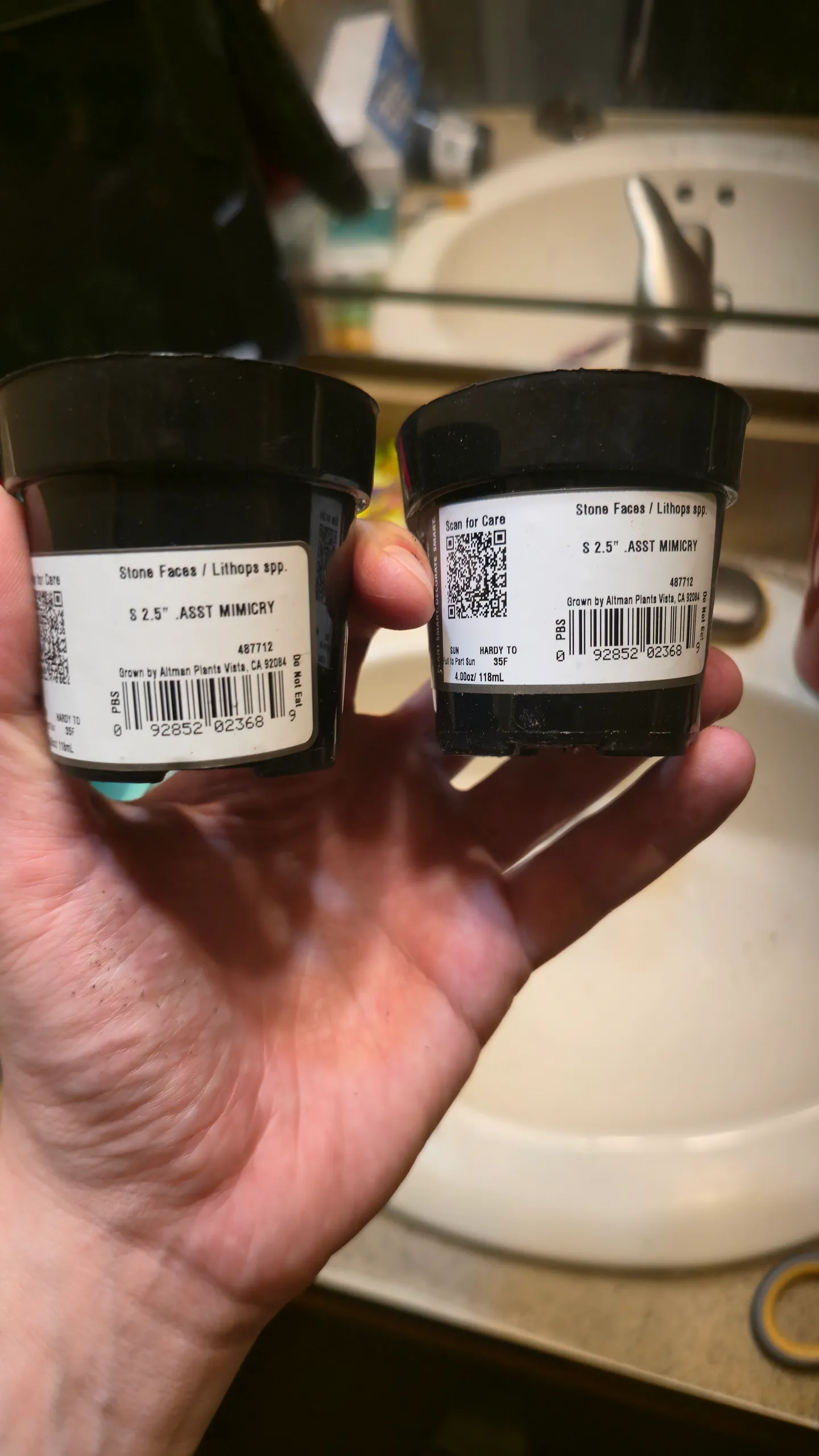 Both Altman Plants nursery containers labelled Stone Faces, Lithops spp.