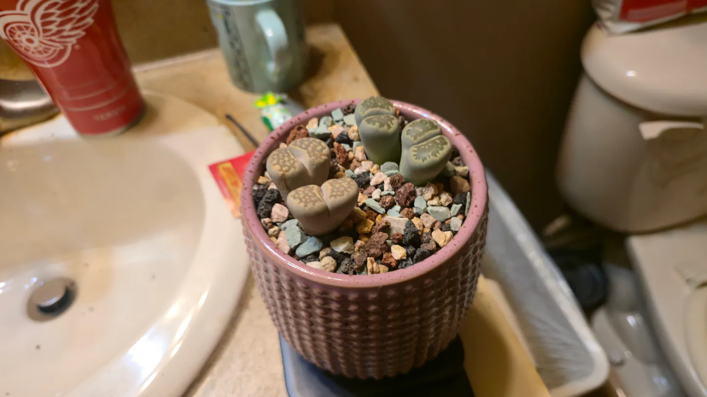 Side view of the repotted Lithops showing the mauve pot and leaf bodies