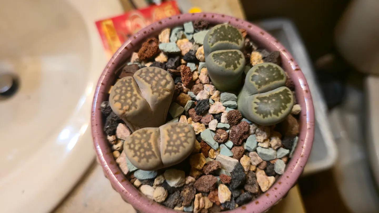 Four Lithops heads in the Blush Mauve pot after repotting