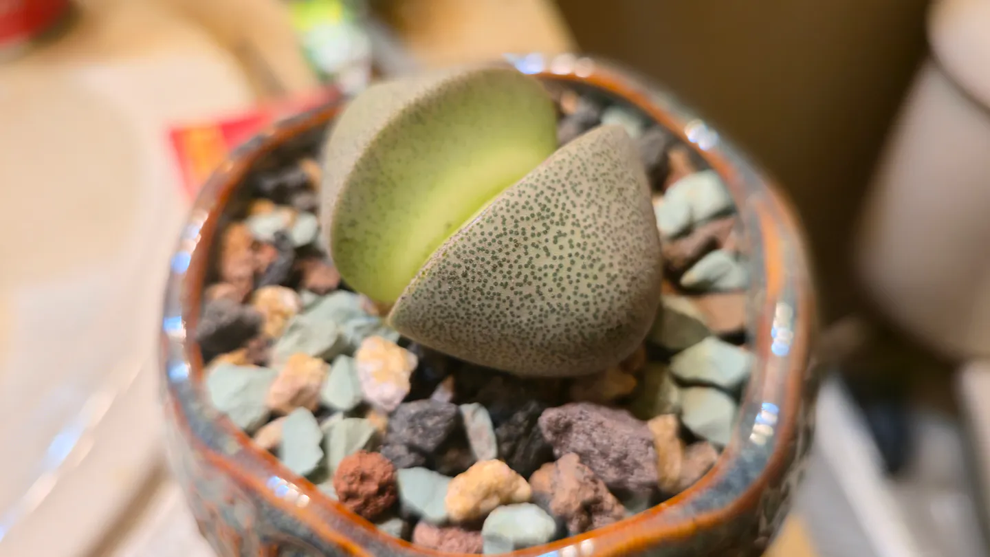 Close view of the split rock showing speckled leaves and central cleft