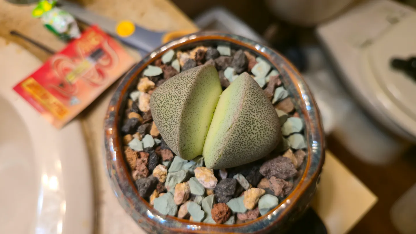 Single pair of split-rock leaves in the speckled-brown pot after repotting