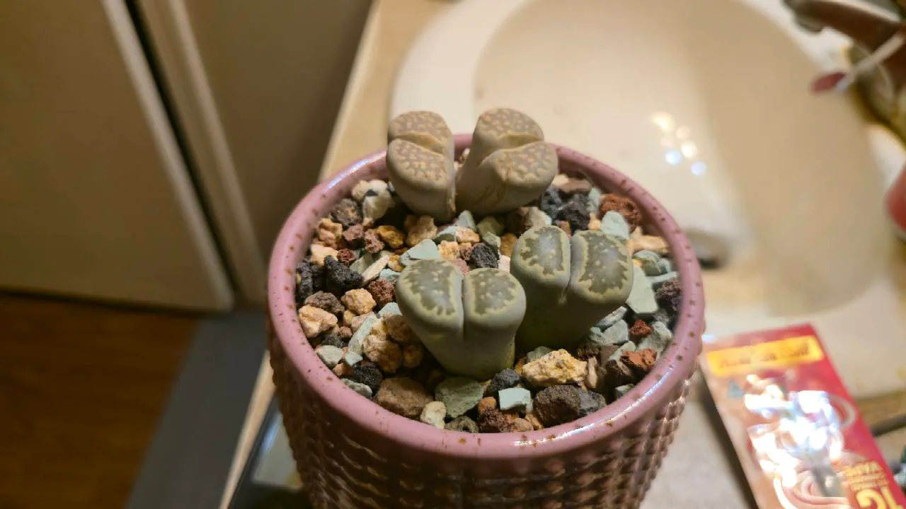 Four Lithops heads in the shared mauve pot, with two tan-brown heads behind two grey-green heads