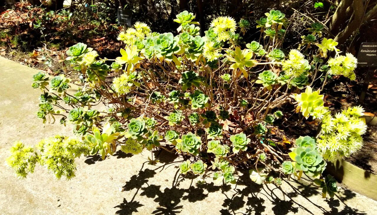 Yellow flowering clusters beside leafy rosettes.