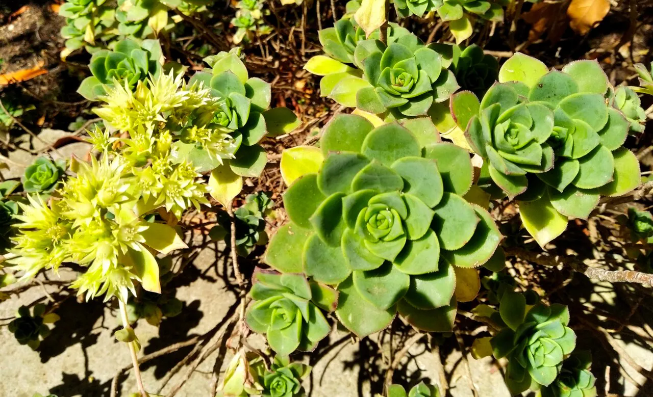 Green rosettes beside yellow flower clusters.