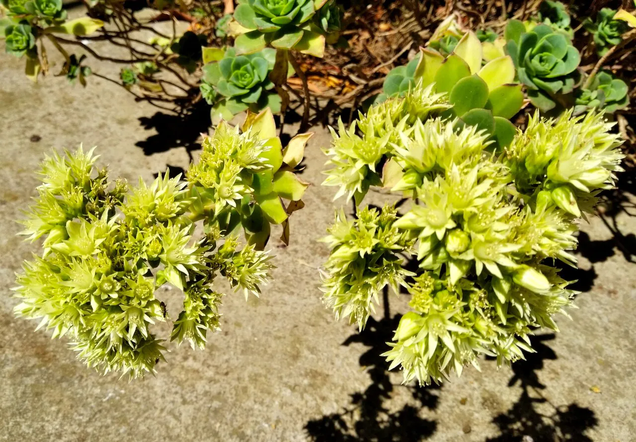 Branching yellow flower clusters in sunlight.