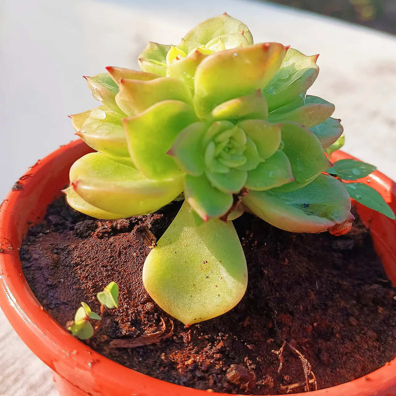 Yellow-green rosette with reddish leaf edges.