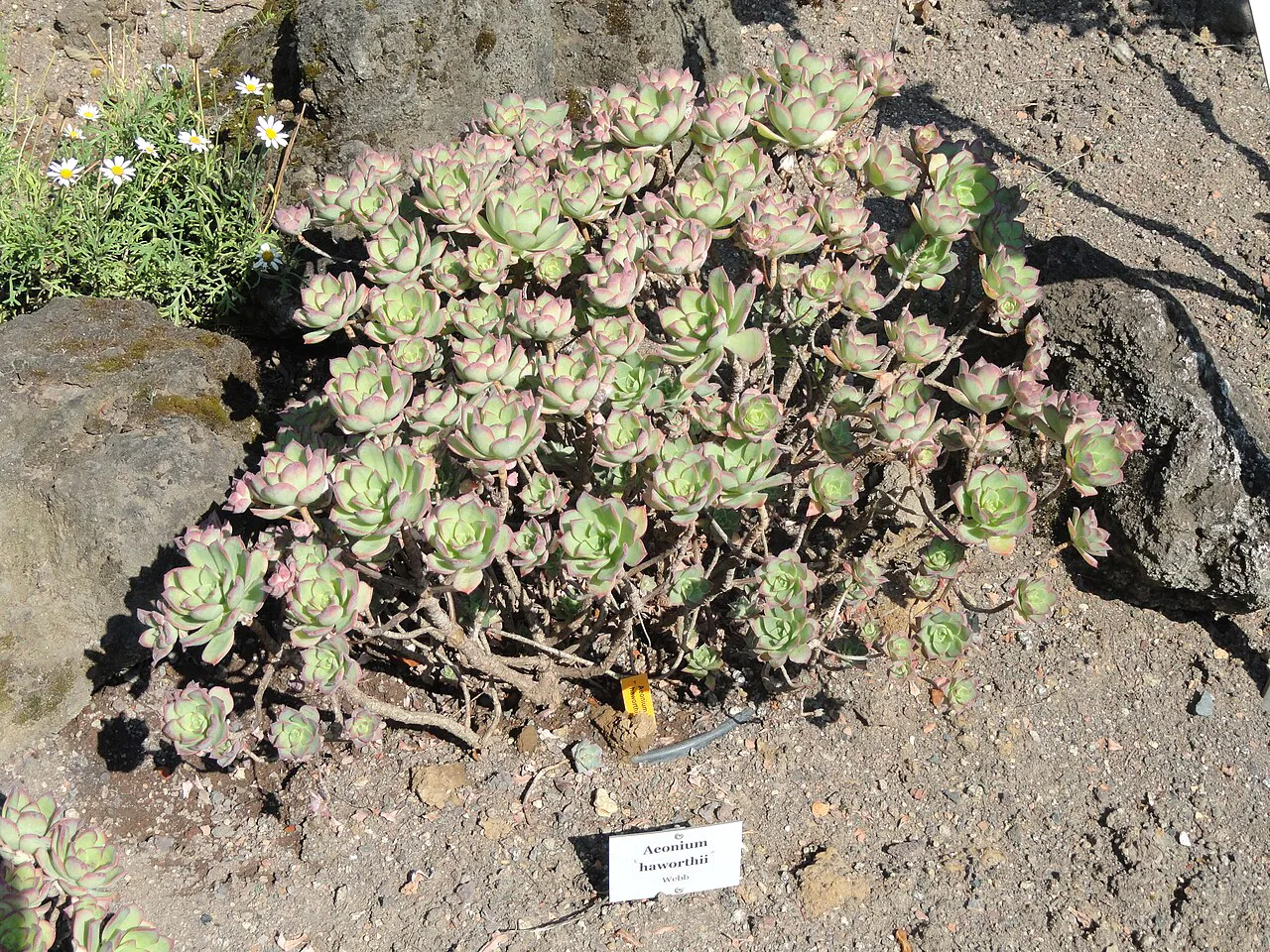Dense spreading rosette cluster in a display bed.