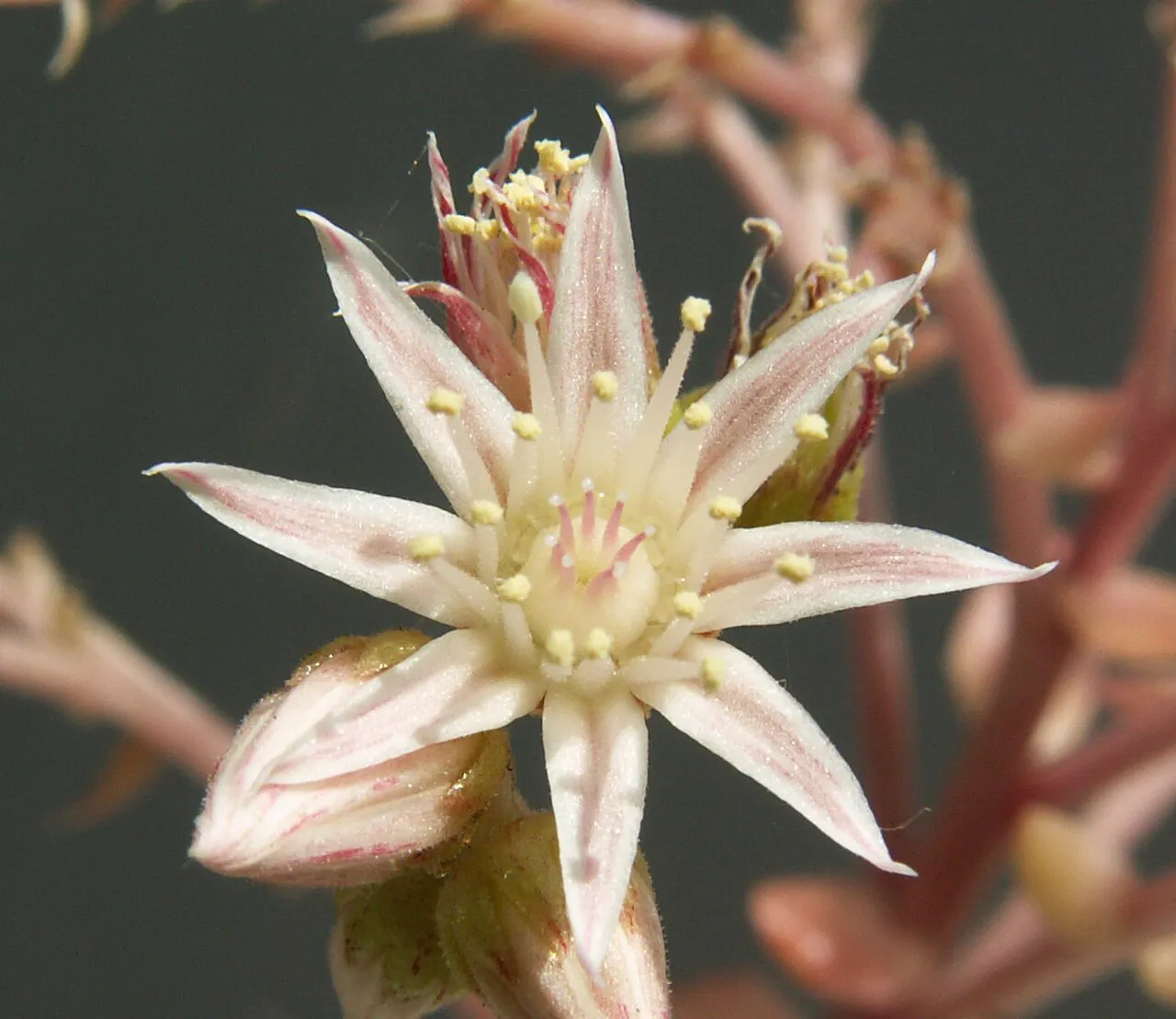 Close view of a pale star-shaped flower.