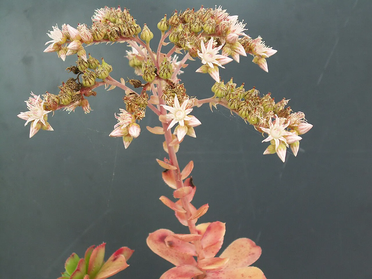 Many pale flowers on a branching stalk.