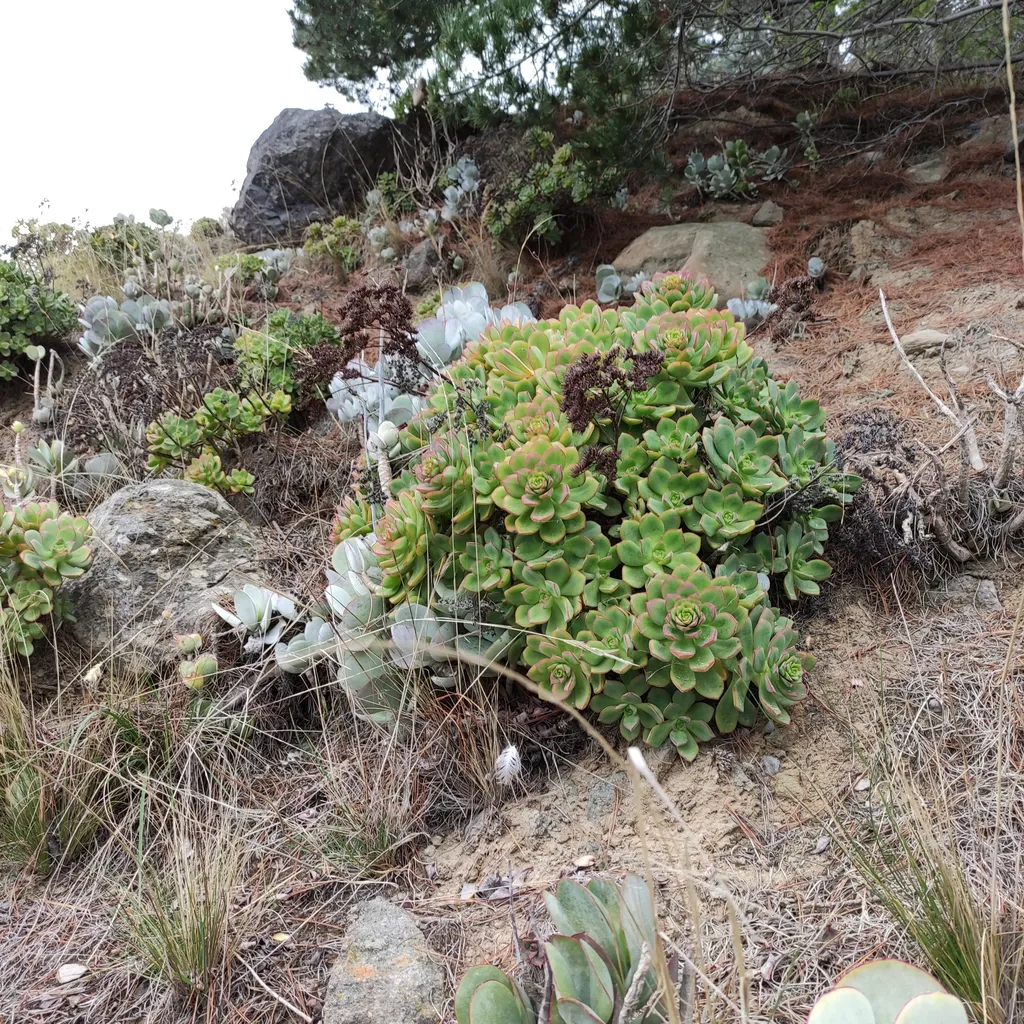 Cluster of green rosettes on a rocky slope.