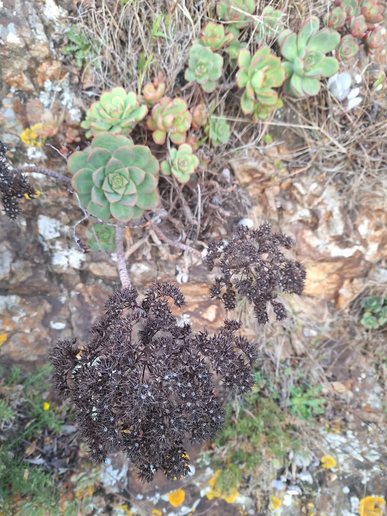 Small rosettes emerging from a rock face.