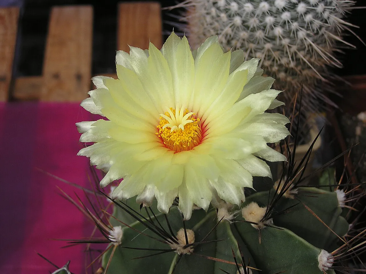 Pale yellow flower above a spiny crown.