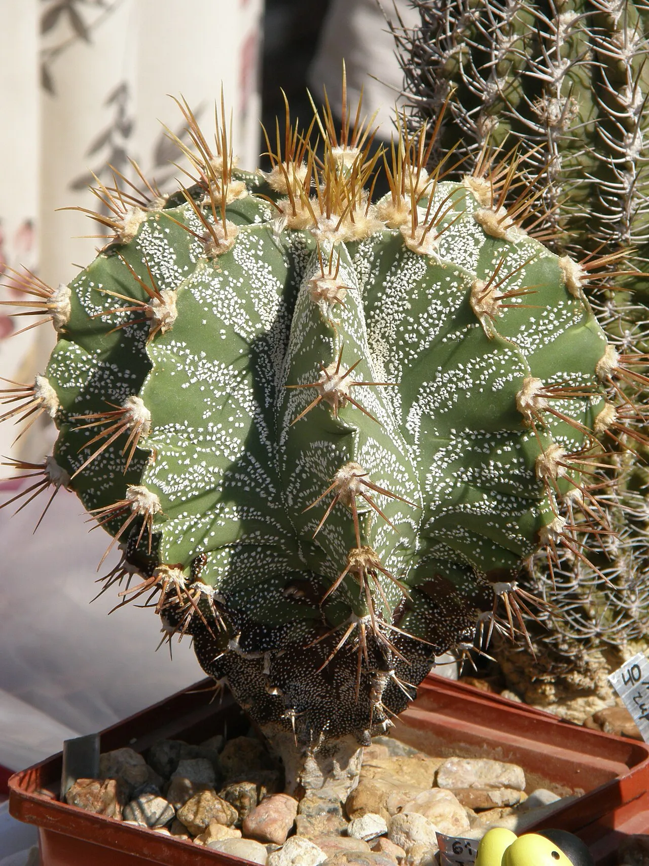 Rounded cactus with broad pale-flecked ribs.