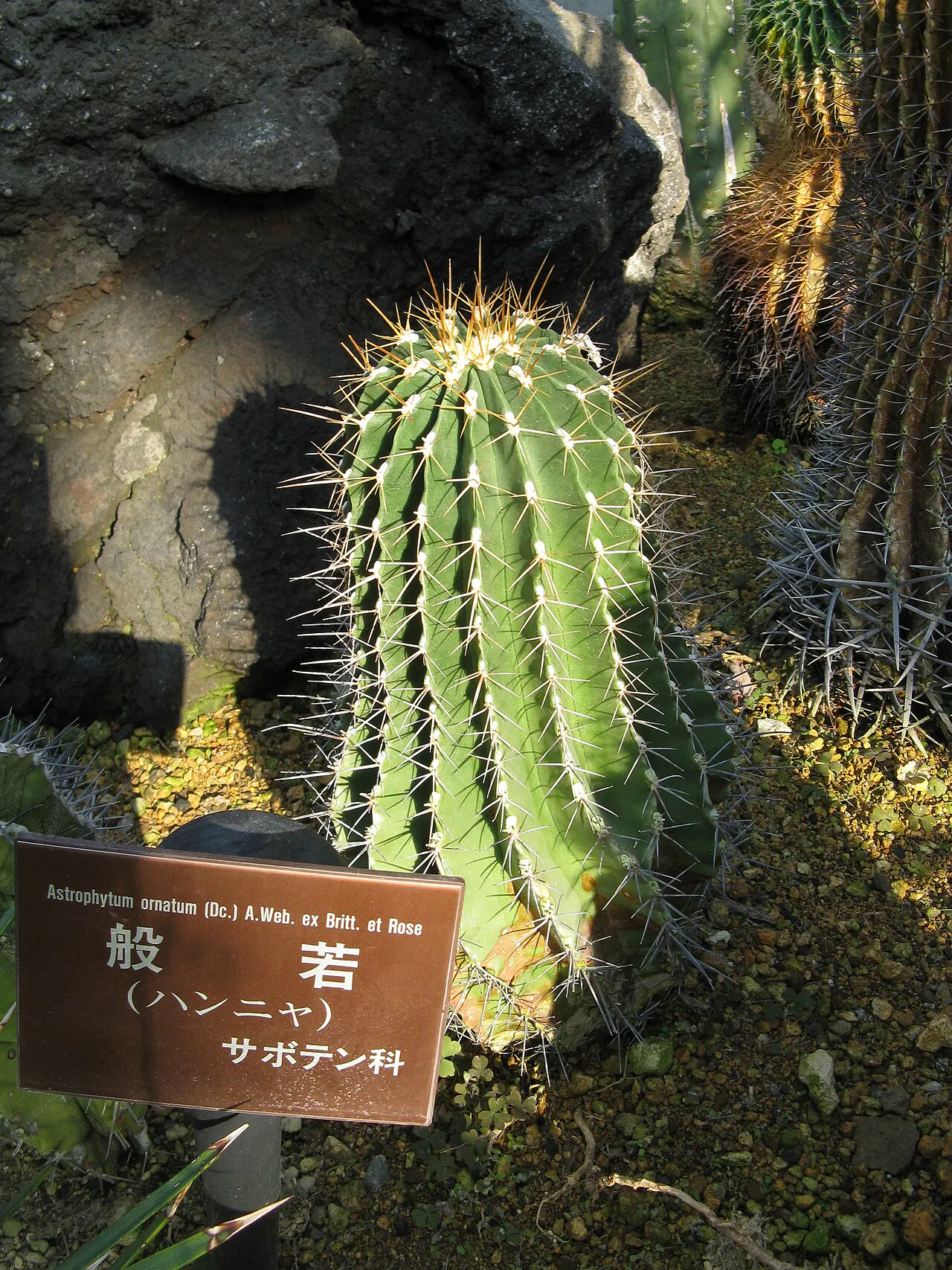 Upright ribbed column in a labeled planting.